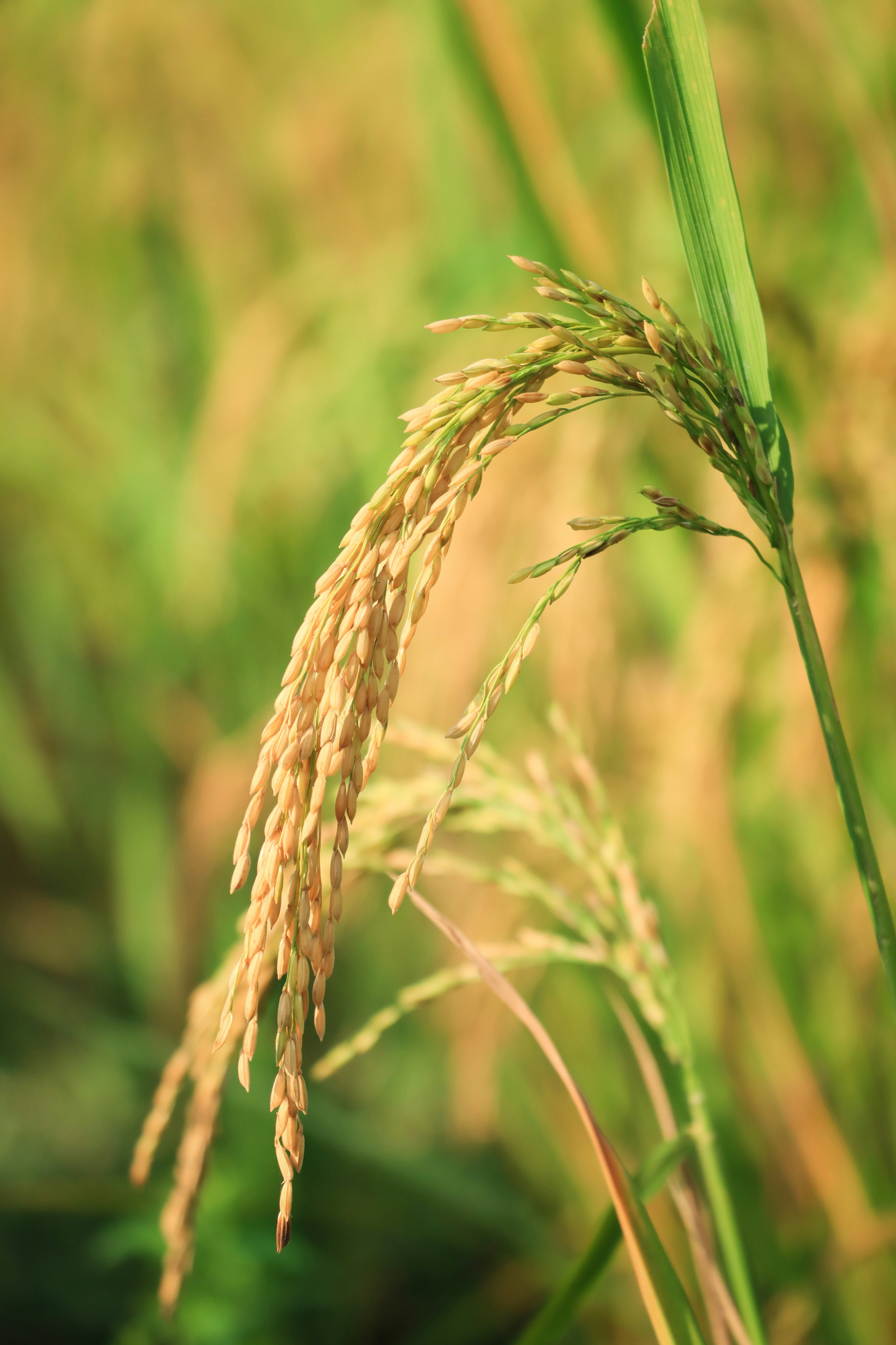 Rice harvest